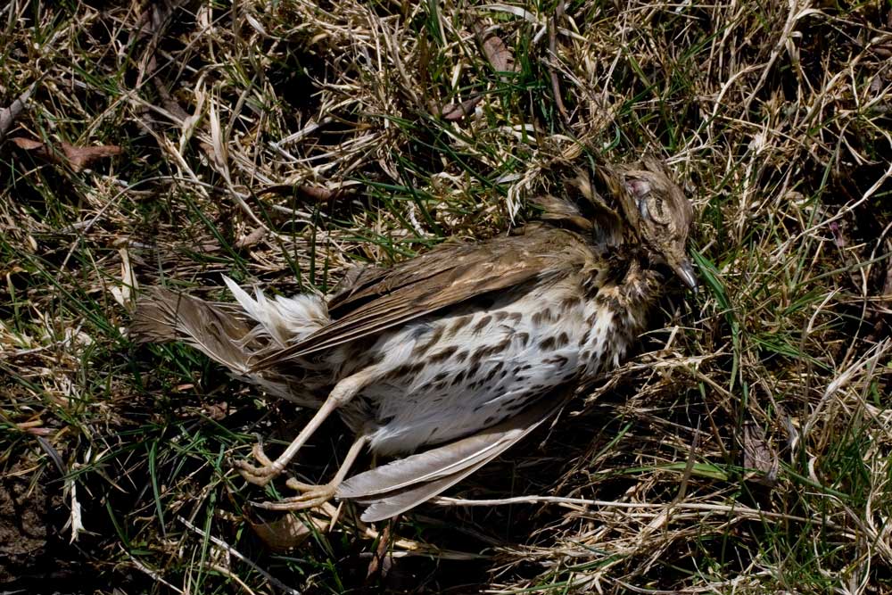 Uccello morto da identificare